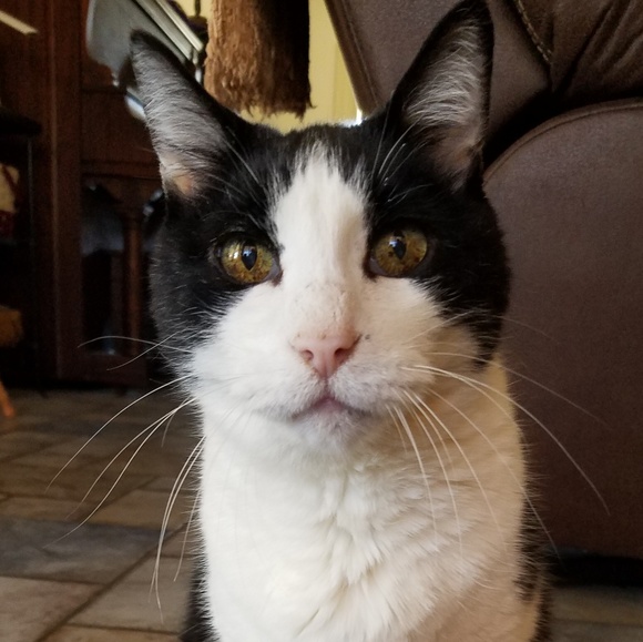 Meet your Posher, Peanut - Picture 1 of 1